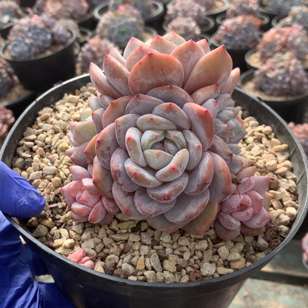 无花朵哈哈哈哈哈哈哈哈哈72