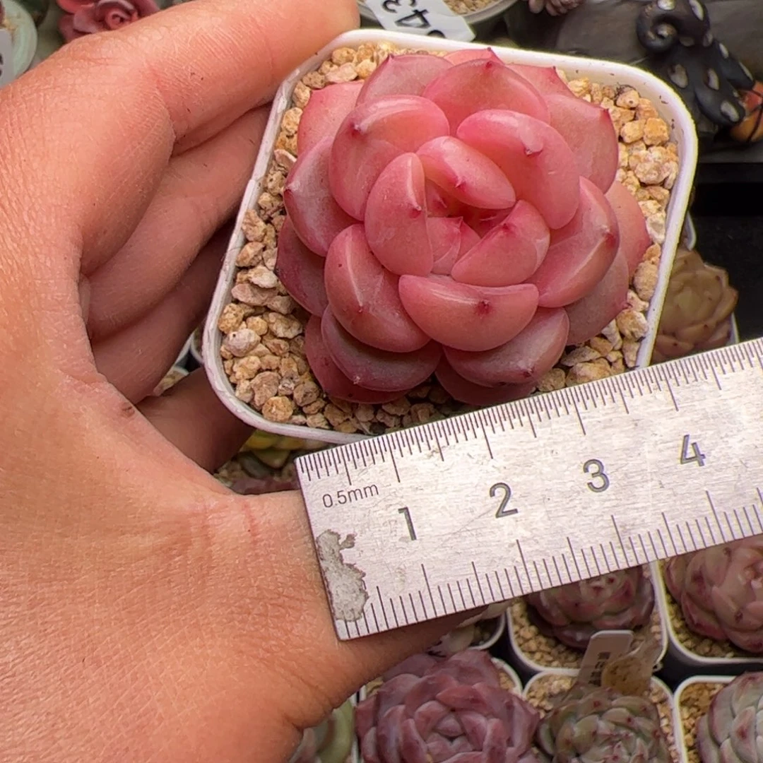 l****猫598 多肉植物组合盆栽