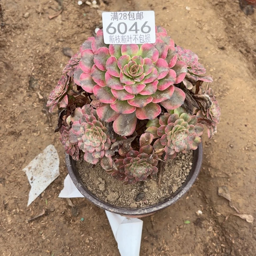 M. 6046维纳斯多肉。ad