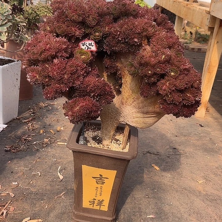 多肉玲*万圣节12345