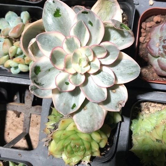 秀妍白色锦,只有一个