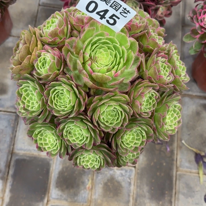 佳****9水晶莲花045肉肉