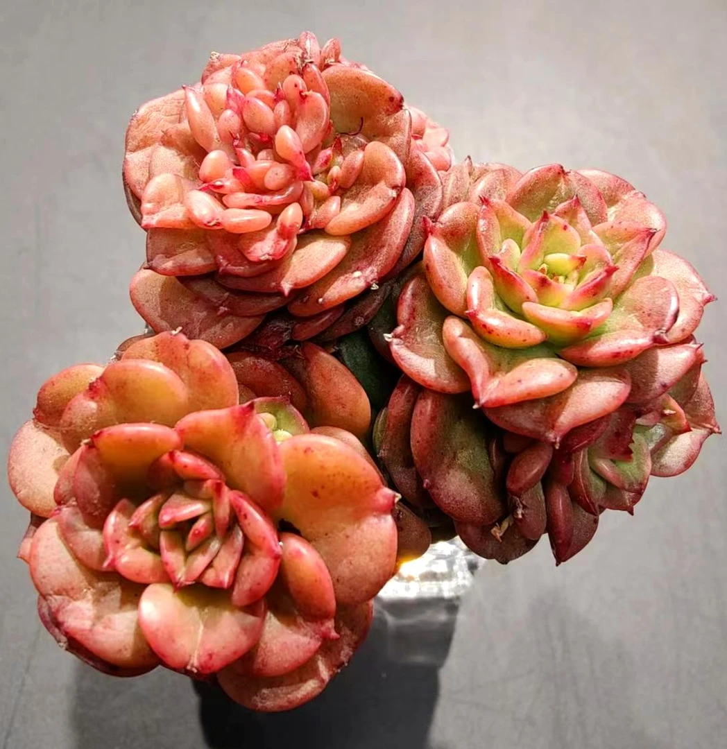 【直播专享】无土多肉--印第安玫瑰预言师SP（1颗/不含盆）