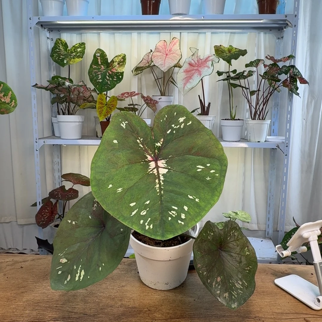 完全开放莫     1916