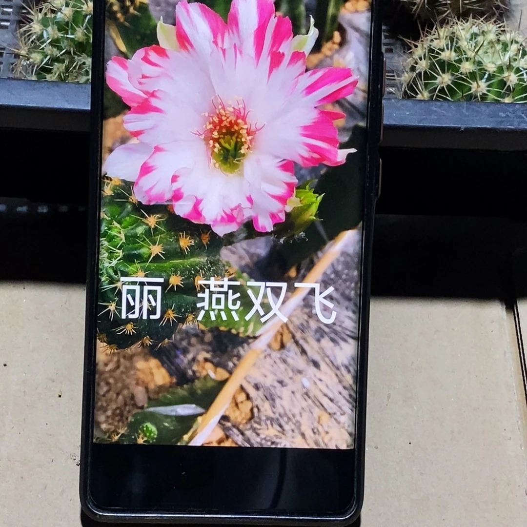 丽 燕双飞侧芽歪20包邮/4公分