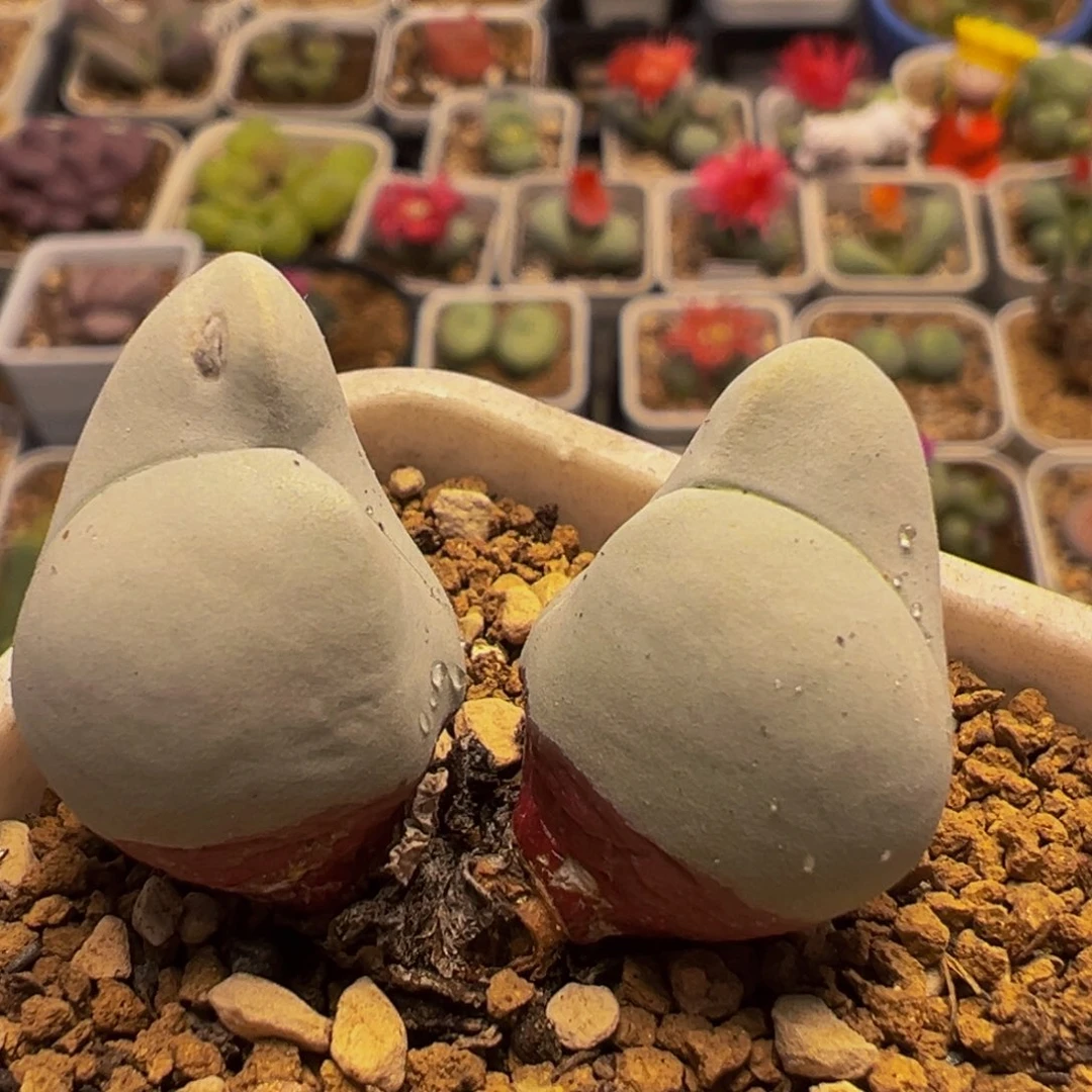 140多肉植物百科植物