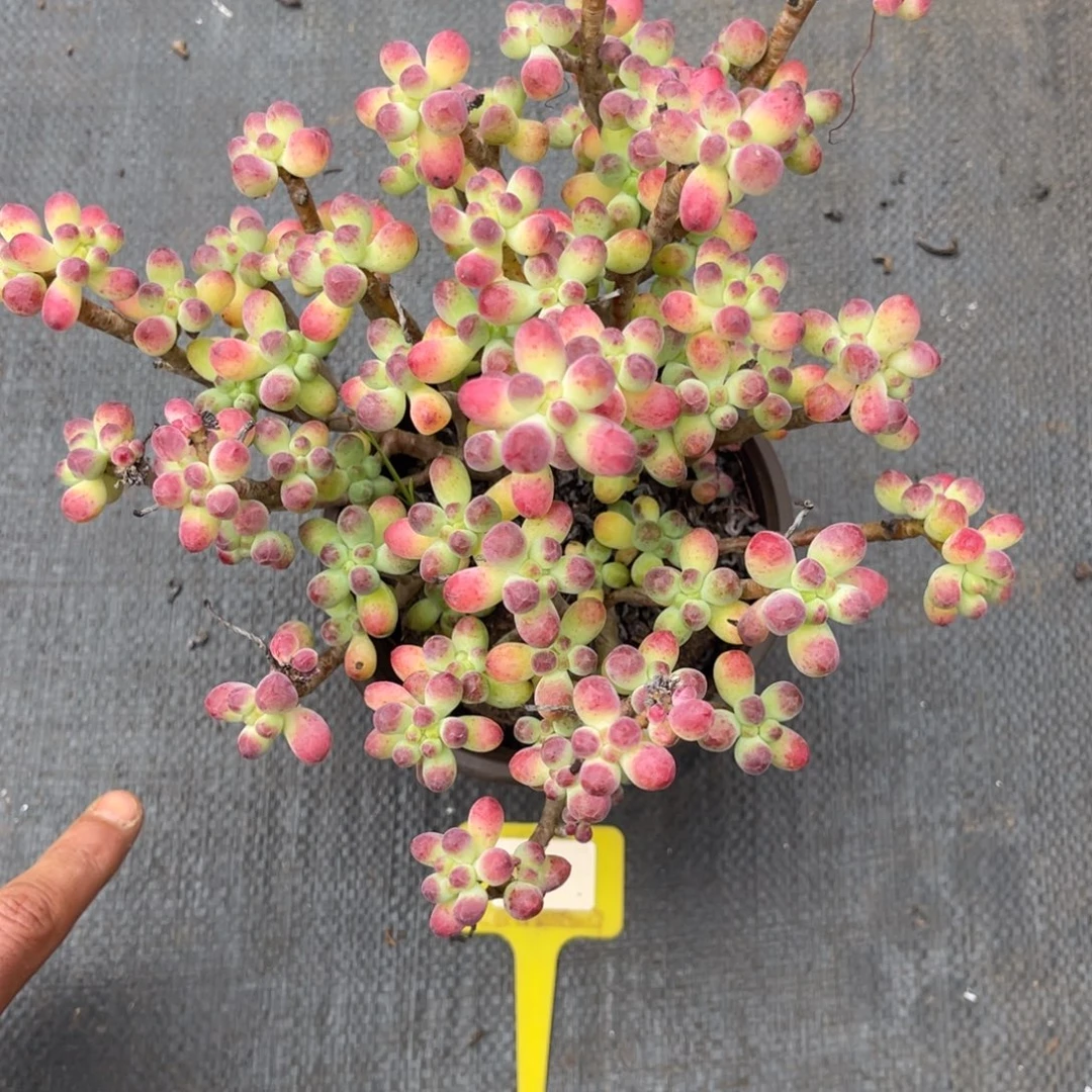 云尘多肉一物一拍