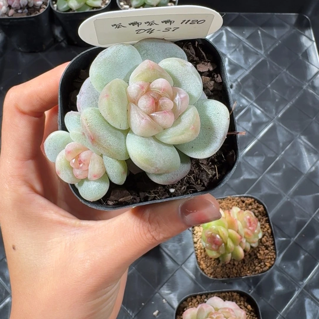 1120/37-白果汁双头f