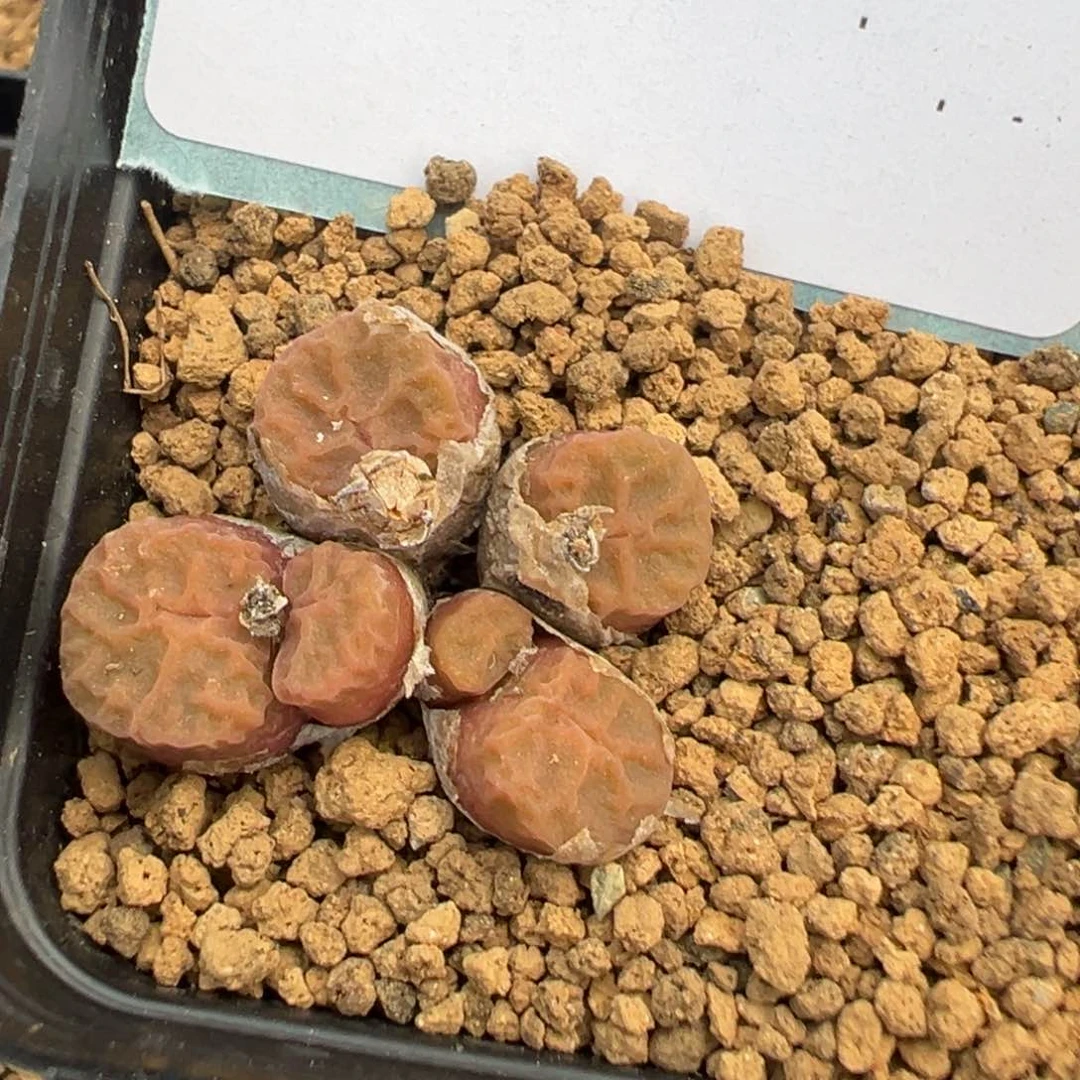 10-20烧麦多肉植物，