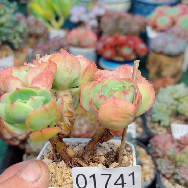 幸运的是我还没遇到