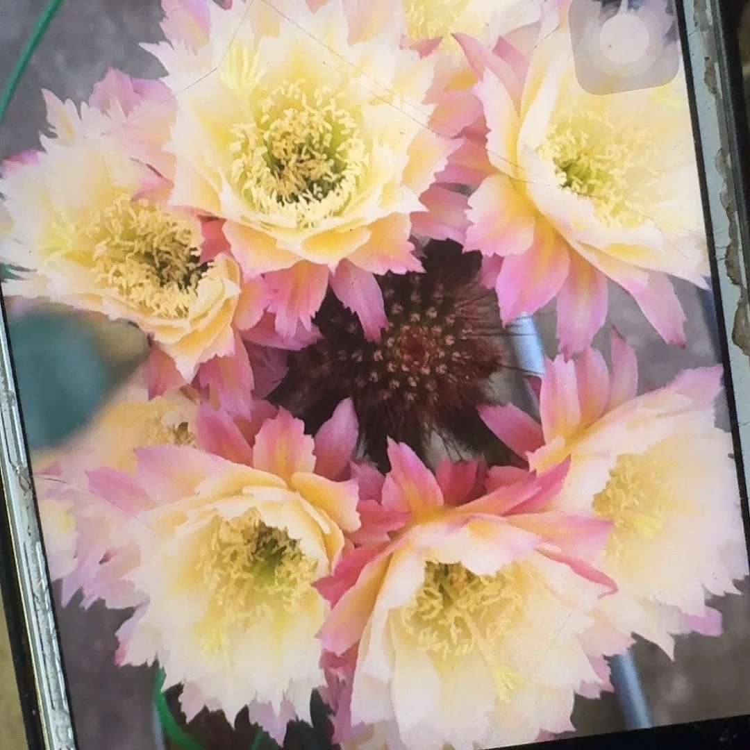 ts126侧芽5公分高毛花柱