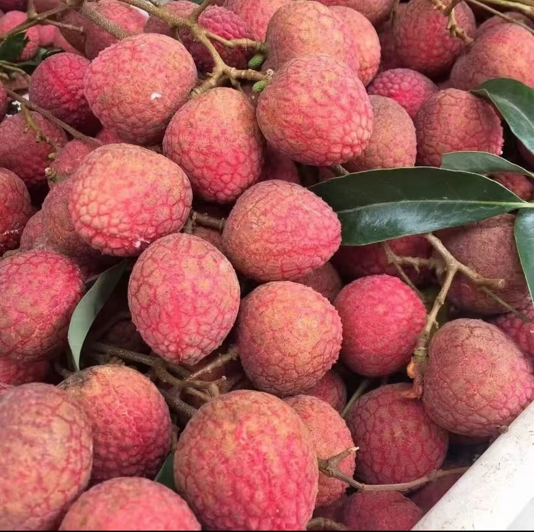 新鲜现摘老树黑叶荔枝当季水果JTH
