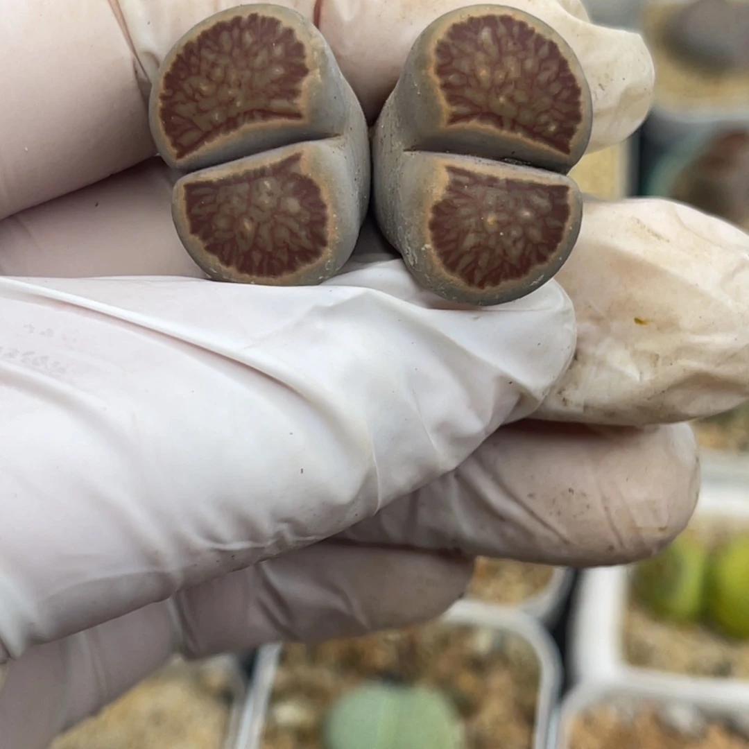 多肉植物一物一拍148