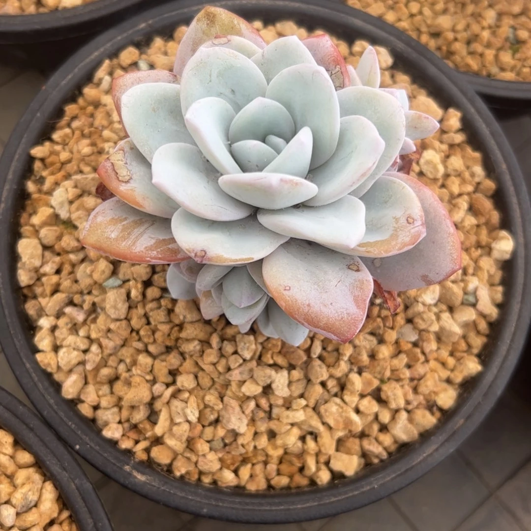 要***心雪莲手捧，一物一拍