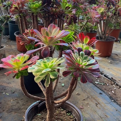 法师嫁接一物一拍4