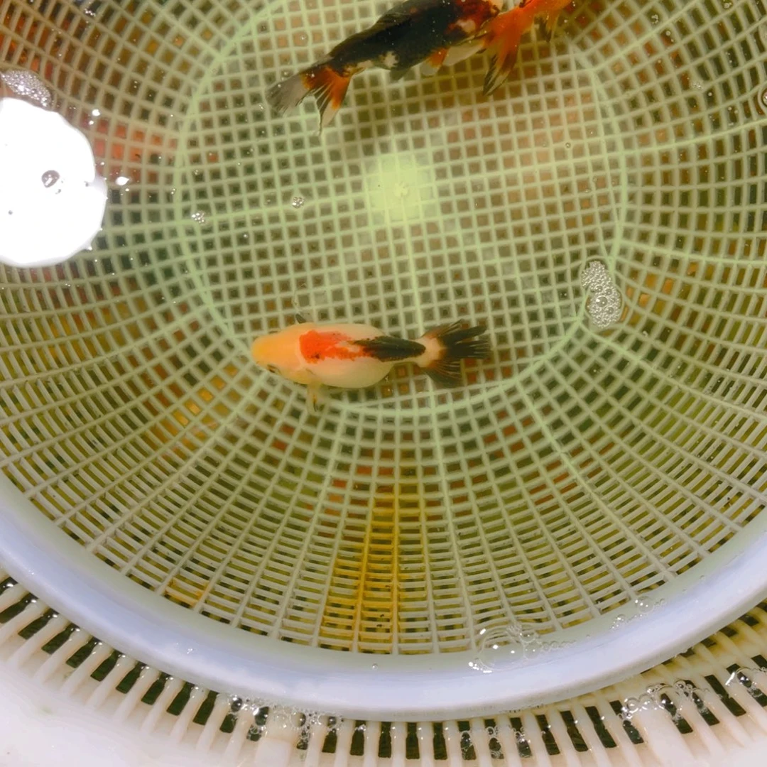 海水鱼花泰狮金鱼21