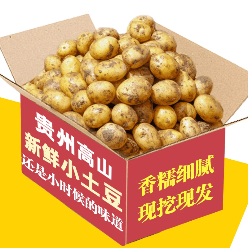 【25年贵州小土豆】贵州高山小土豆黄心洋芋马铃薯时令蔬菜新鲜现挖