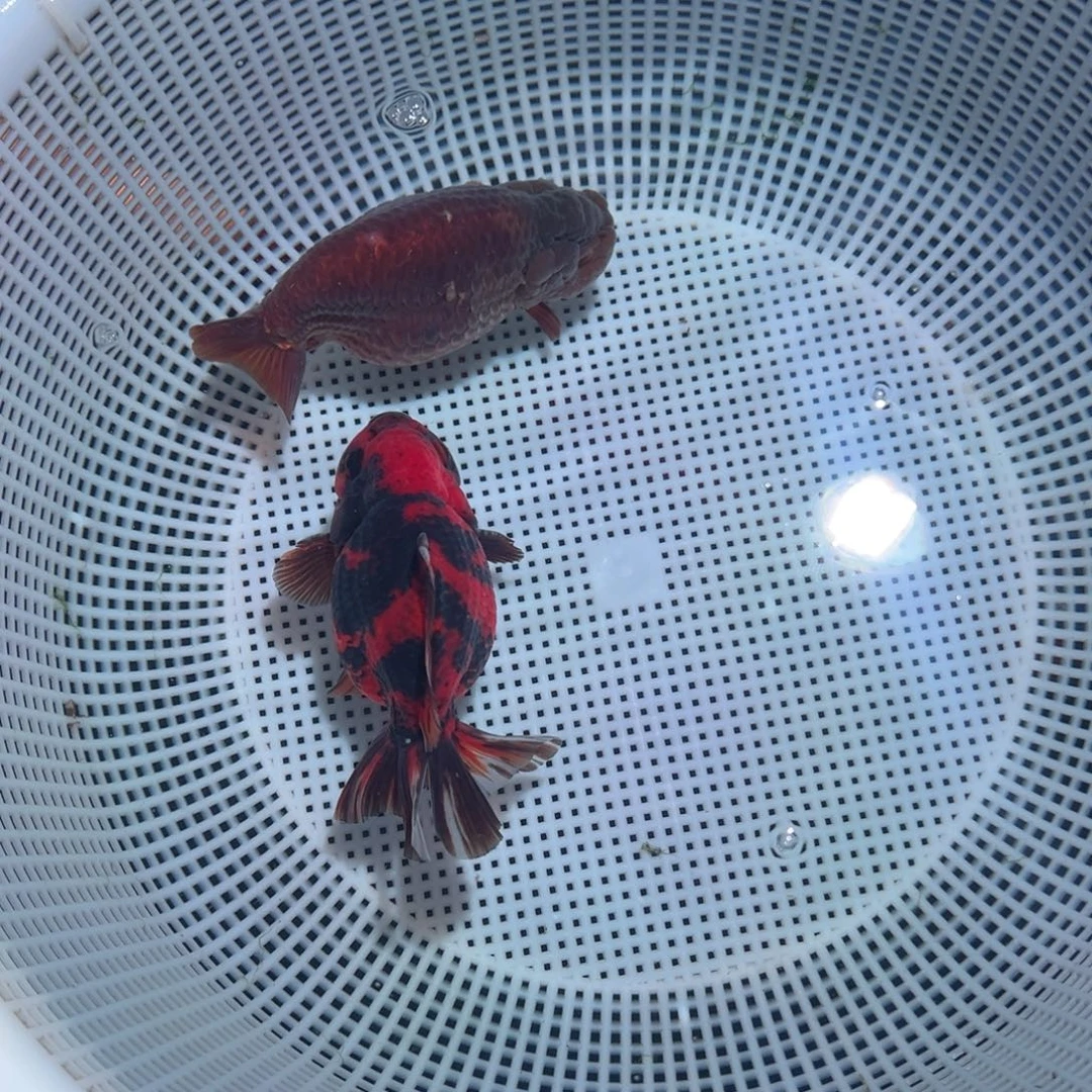 爱***皮海水鱼潘氏金鱼兰寿泰狮