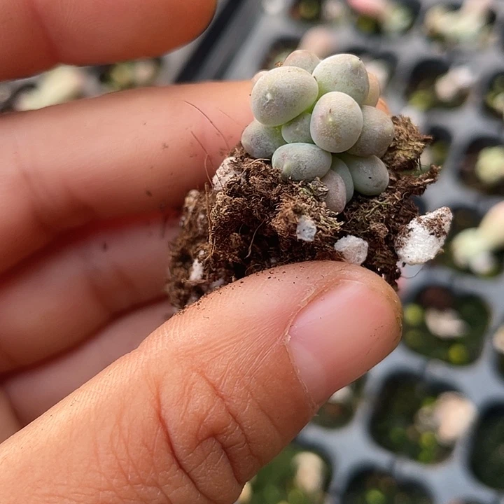 草***熊一物一拍满18包邮