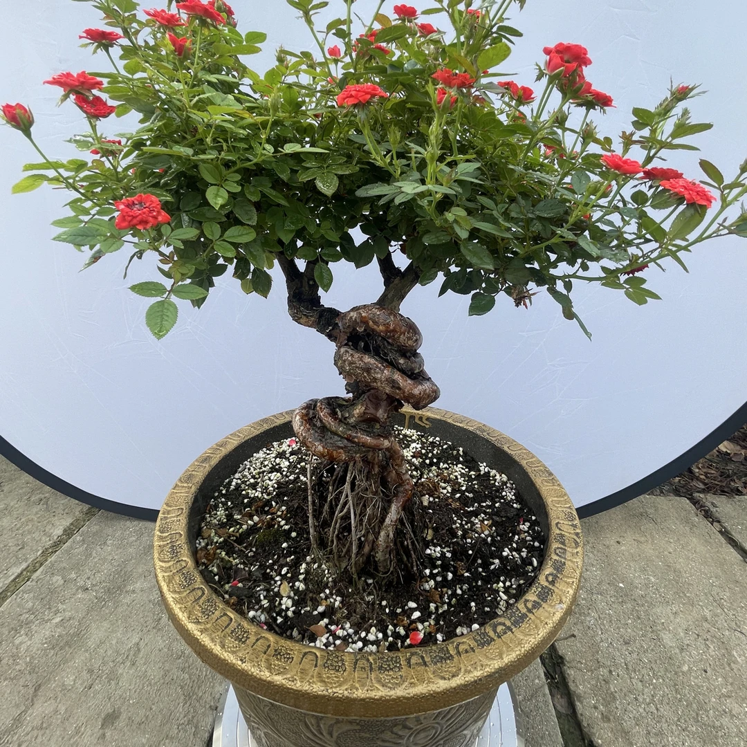 小姑娘提根月季盆景（一物一拍）