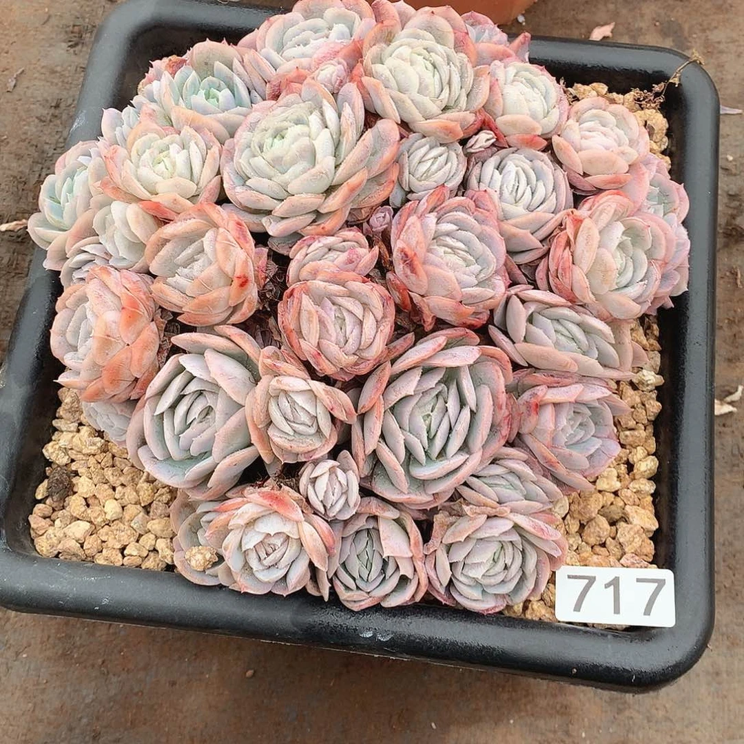 717西娜 一物一拍多肉