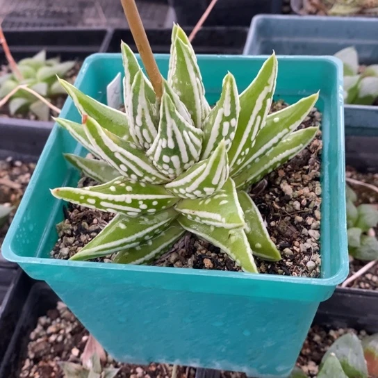 天使之泪一盆 挑大的带盆土发货