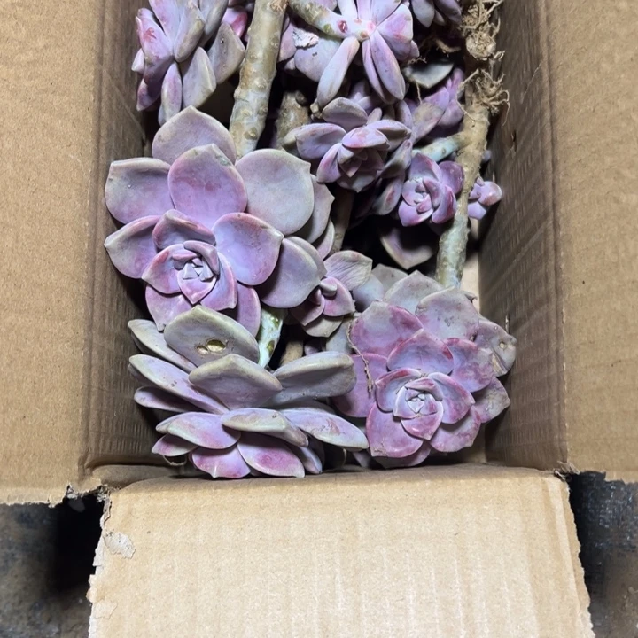 地栽紫乐断枝装箱（断头掉叶片不售后）