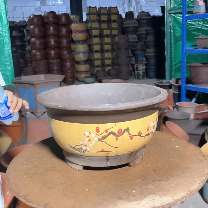 黄色点彩金钟大花盆花盆