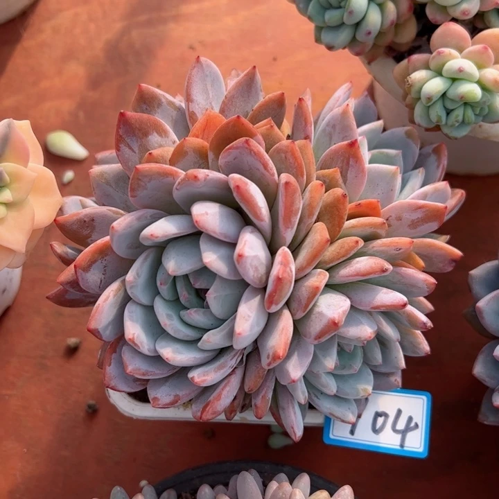 104橙子平平安安健健康康