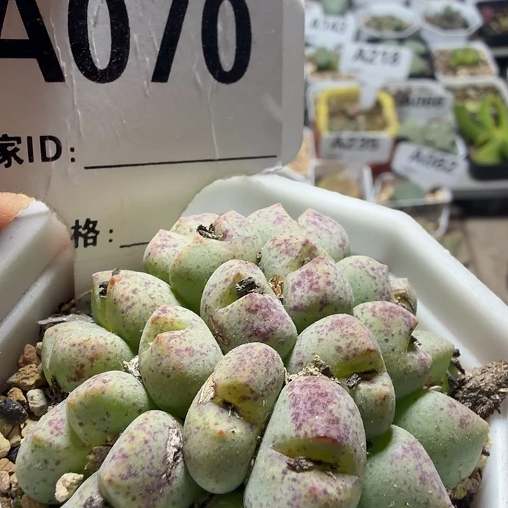 070。满38包邮肉锥