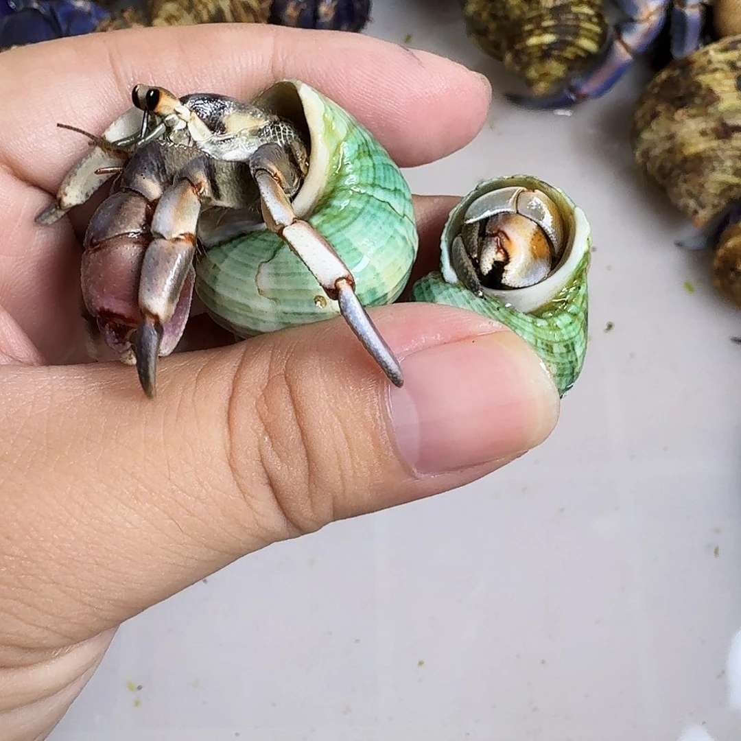 活体售出录完整开箱视频，售后凭证