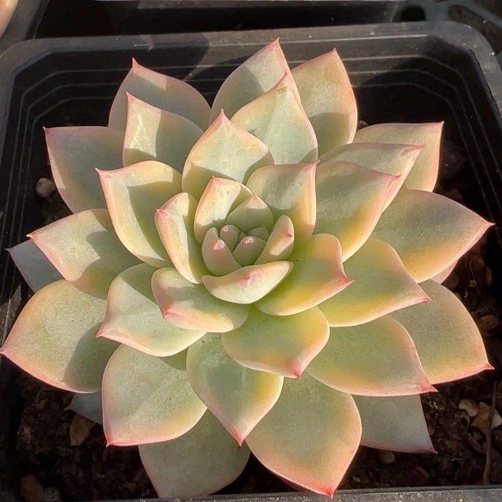 粉蓝鸟锦一物一拍锦龙