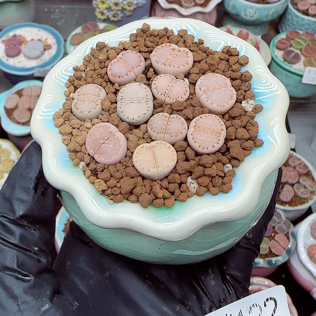 生石花满18包邮1210-122