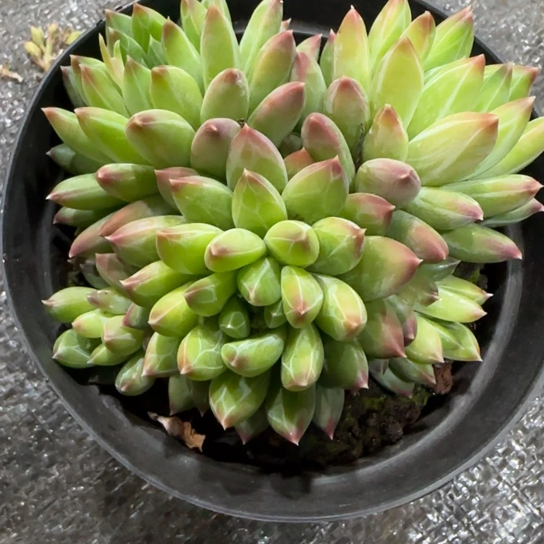 美人杂暗纹多肉植物