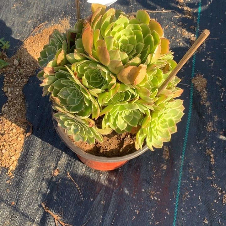 098粉花妖多肉植物特价