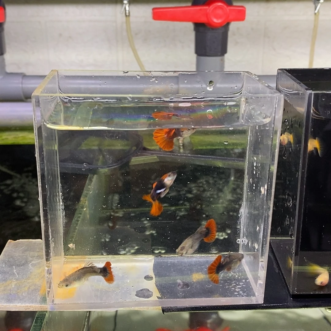 孔雀鱼2公3母，精品折扇