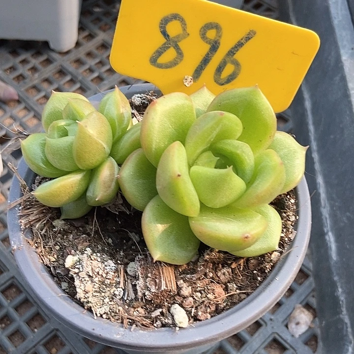 ❀***❀多肉植物珍妮896多肉