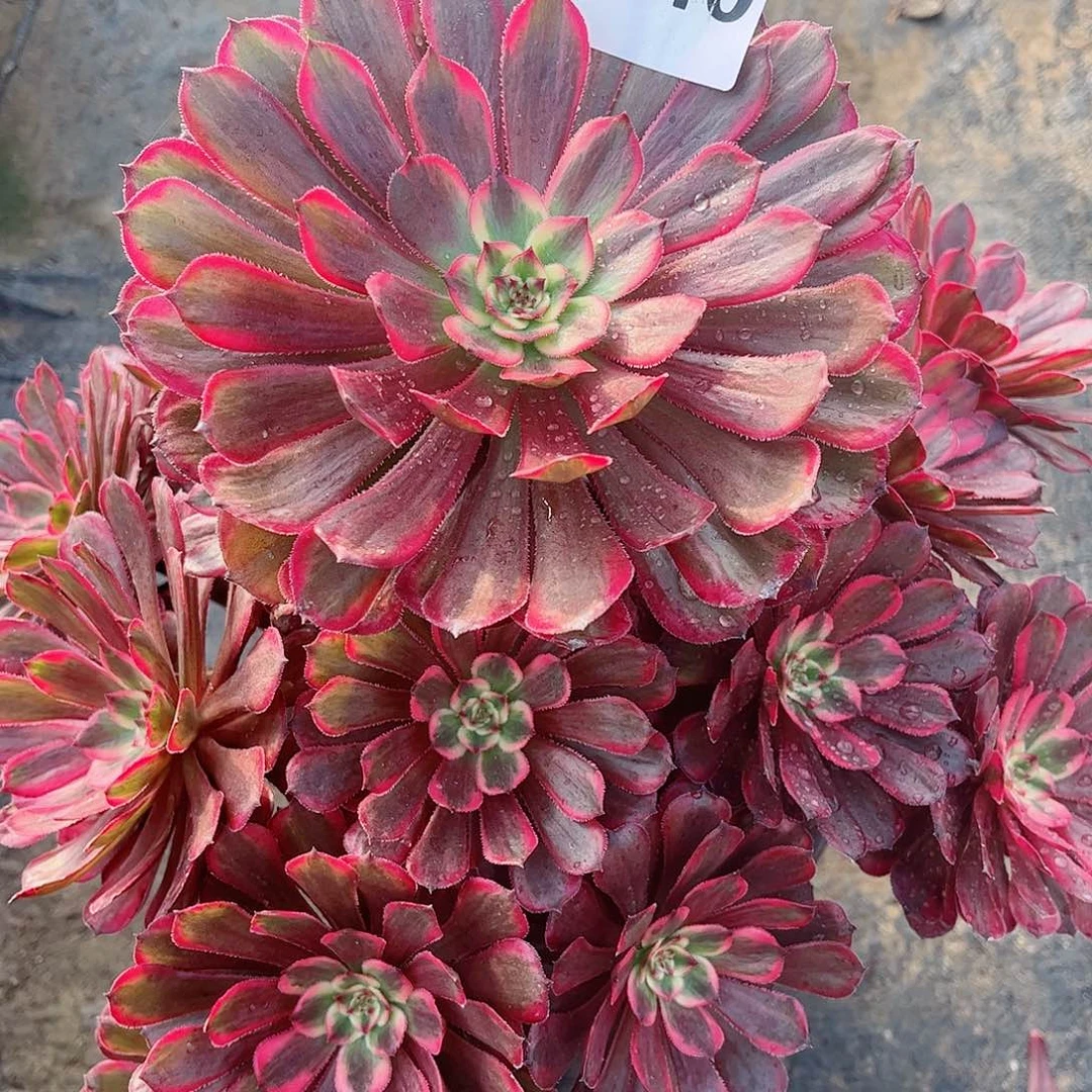 无花朵冰*多肉植物十里红妆040