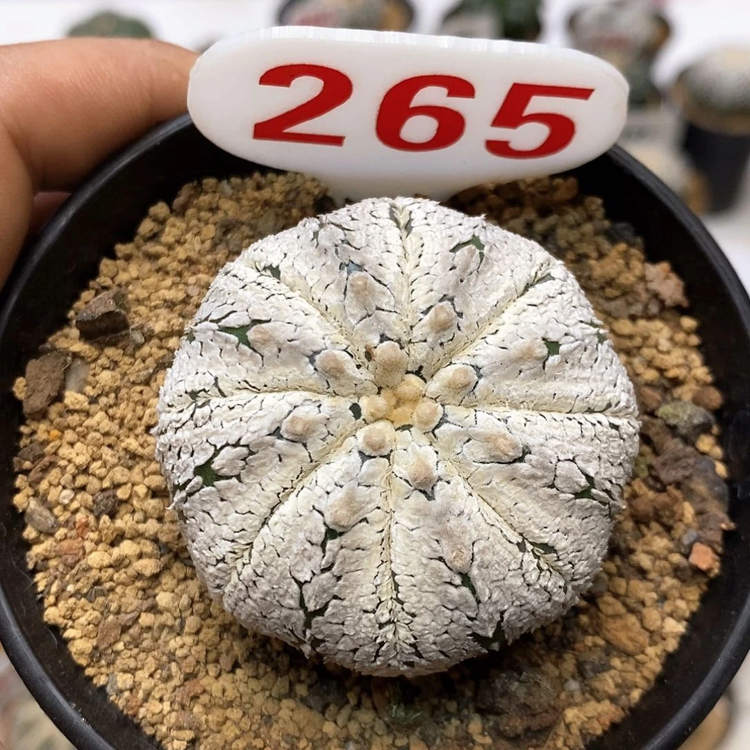 265福利特价咯打榜贴谢谢