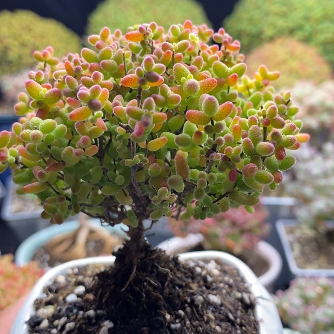 919。蜜橘糖球 。