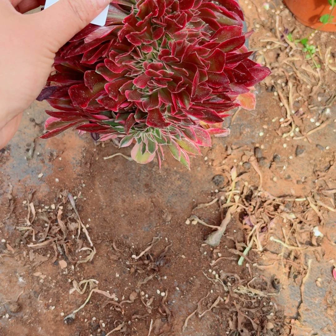 嗯770 号多肉法师植物清棚