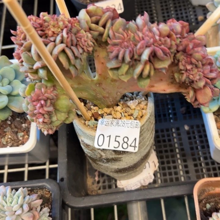 幸运的是你还没 幸运