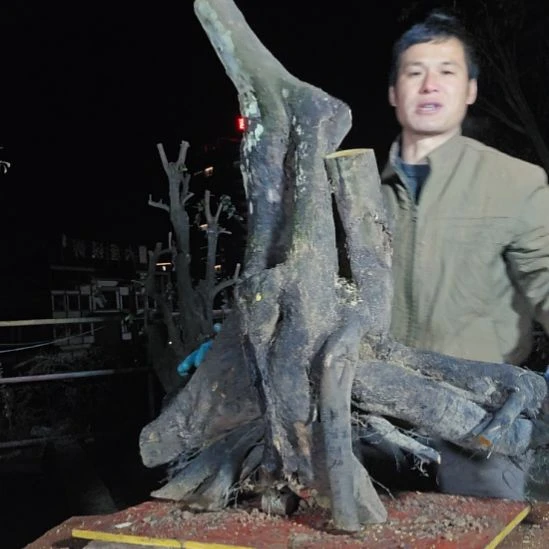 细***雨无花朵金单子当前无花果
