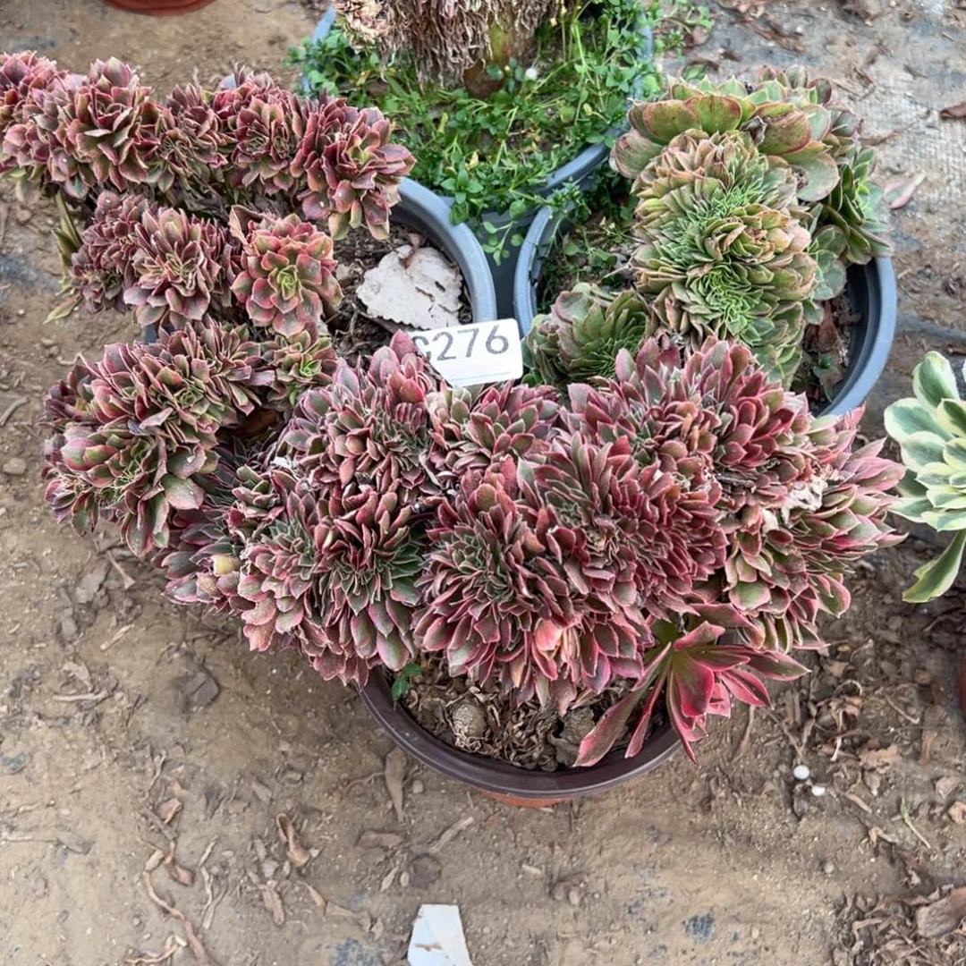 276四颗组合多肉植物法师