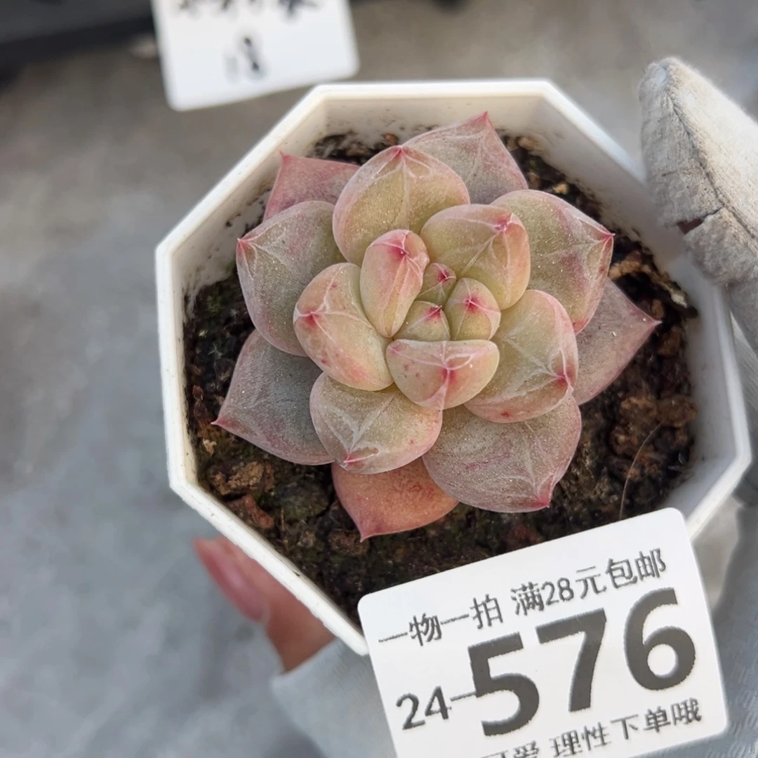 你****嘎小粉象多肉多肉多肉