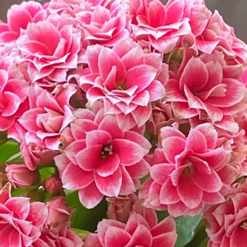 圣诞之夜  精品长寿  春夏秋冬花卉