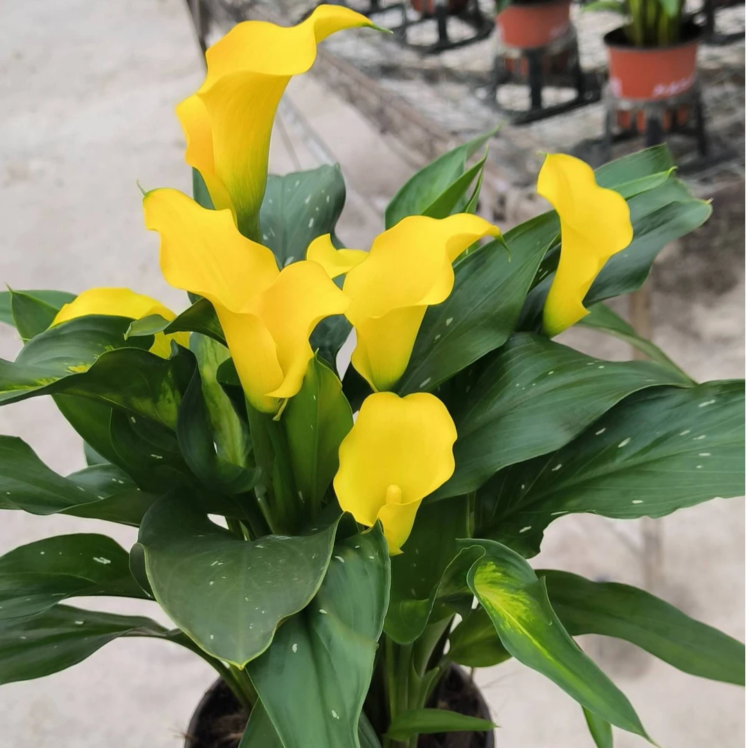 英茂【黛拉蒙】彩色马蹄莲盆栽云南直发