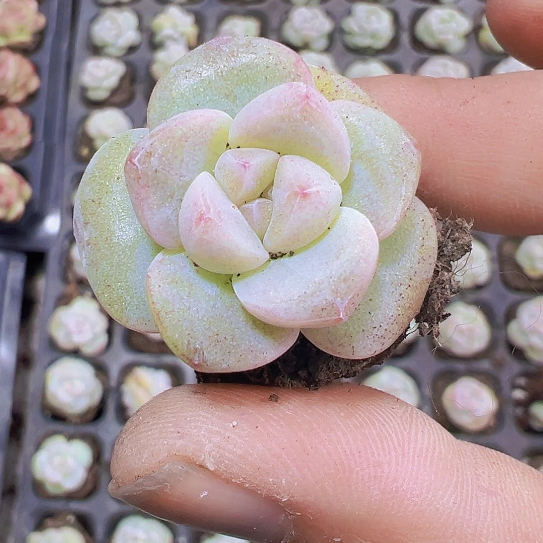 181冰玉5个19包邮多肉