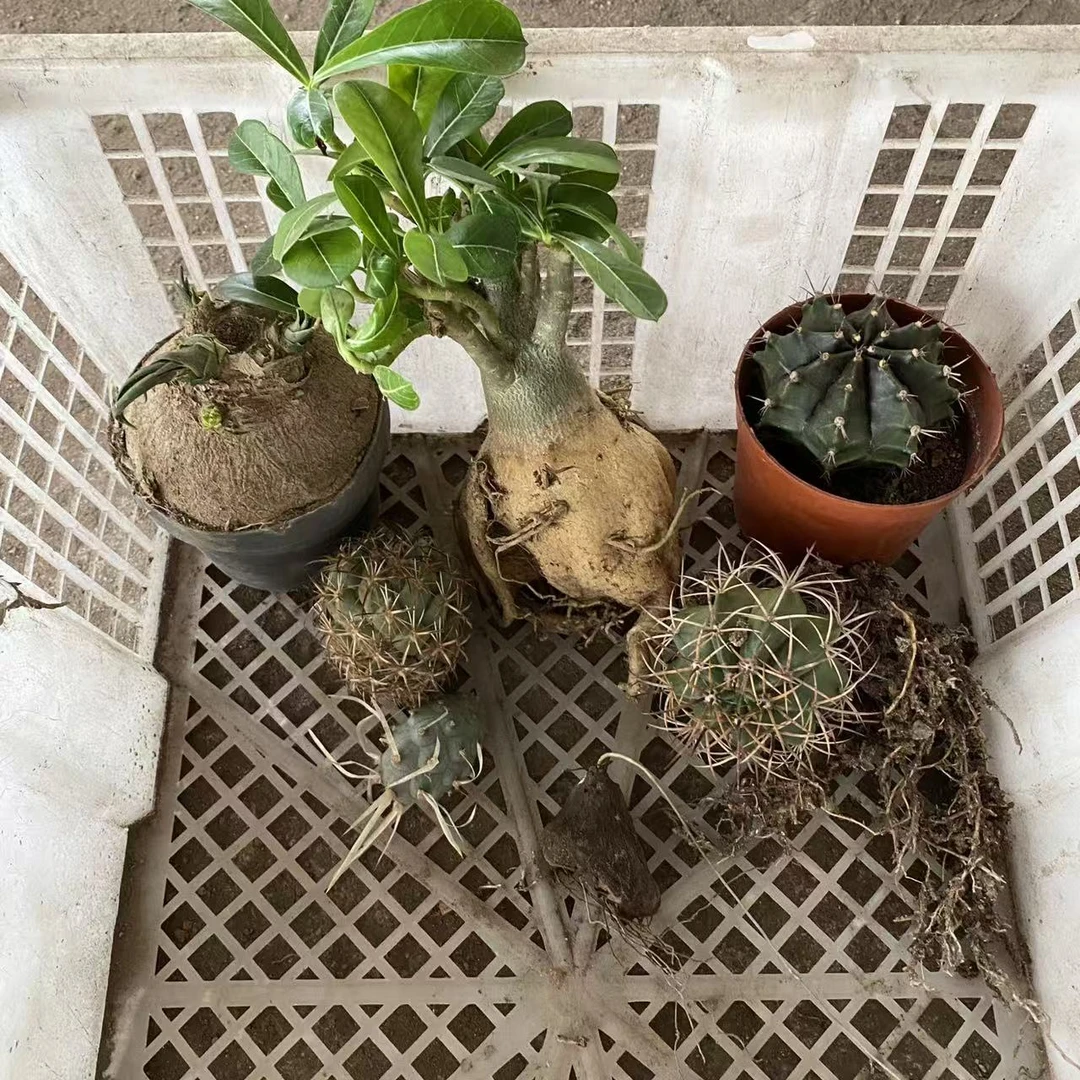 仙人球7颗组     仙人球漳州基地直发 新手好养