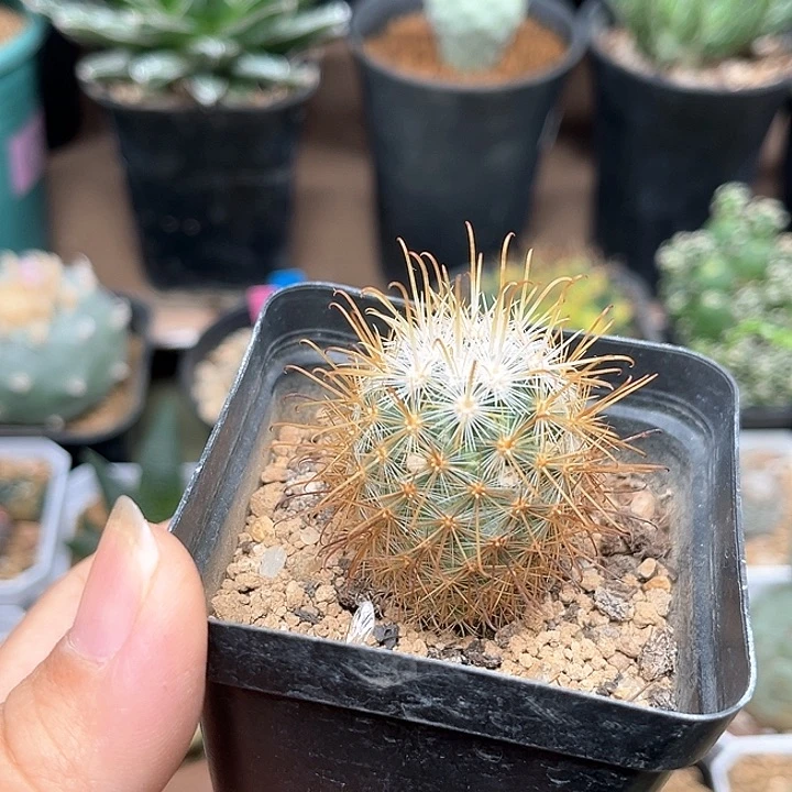 无花朵菊慈童实生球一颗